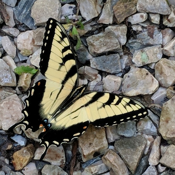 Meet your Posher, Kim - Picture 1 of 1